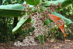 Elaeocarpus variabilis